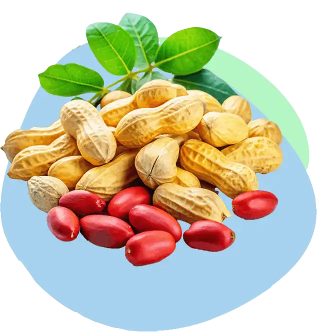 خرید عمده بادام زمینی