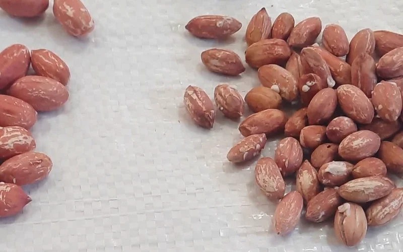 راهنمای خرید بادام زمینی برشته برای بسته‌ بندی و برندسازی اختصاصی