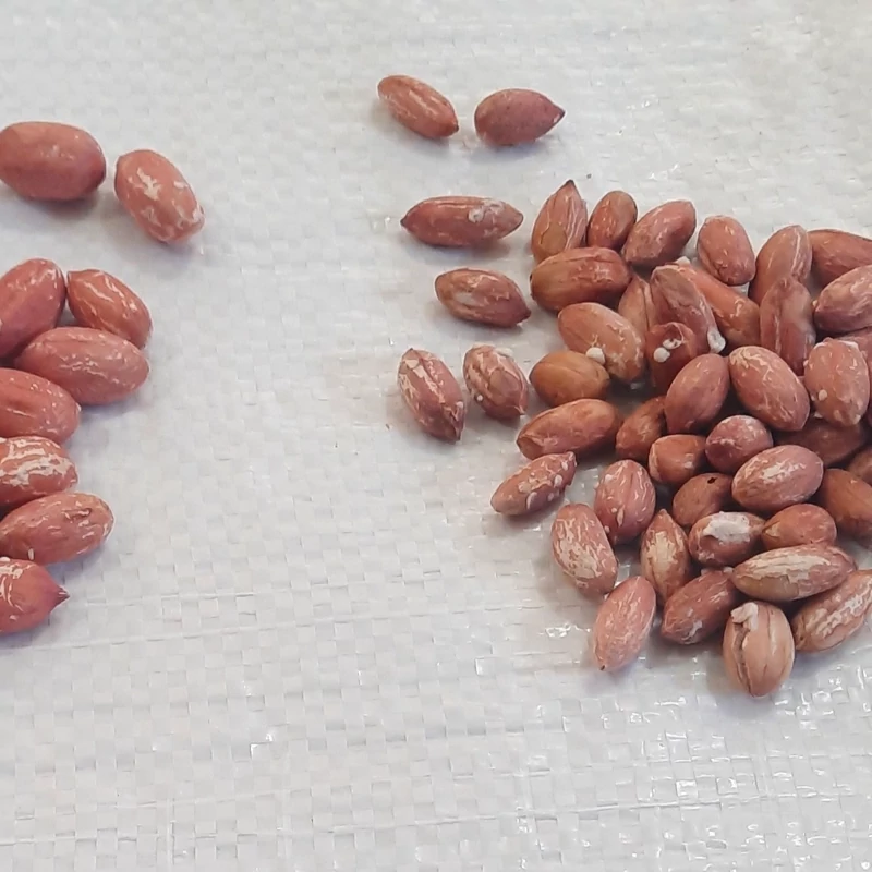 راهنمای خرید بادام زمینی برشته برای بسته‌ بندی و برندسازی اختصاصی