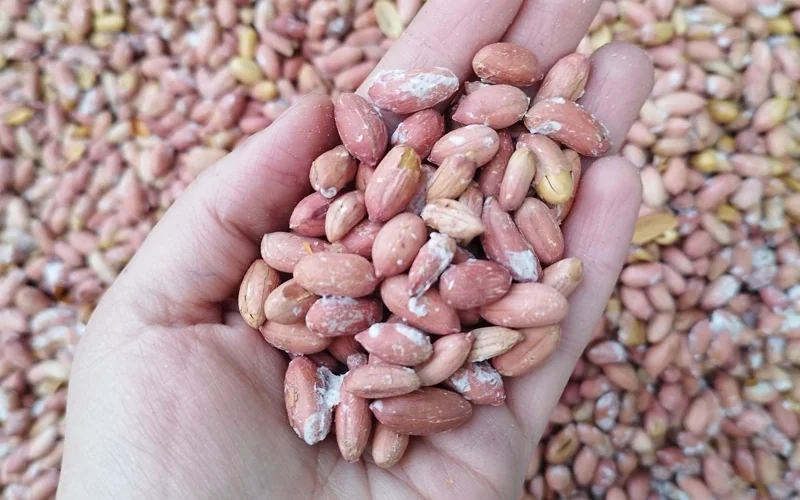 خرید مستقیم بادام زمینی برشته درجه یک از تولیدکننده