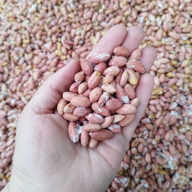 خرید مستقیم بادام زمینی برشته درجه یک از تولیدکننده