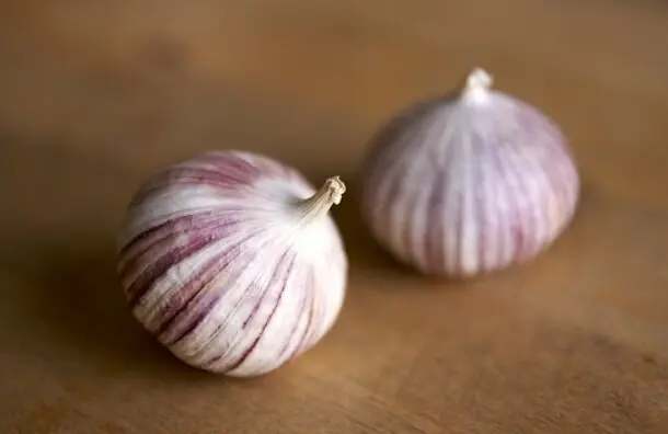 فروش سیر صادراتی با کیفیت بالا