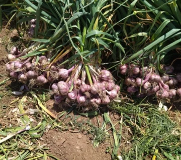 صادرات سیر به روسیه