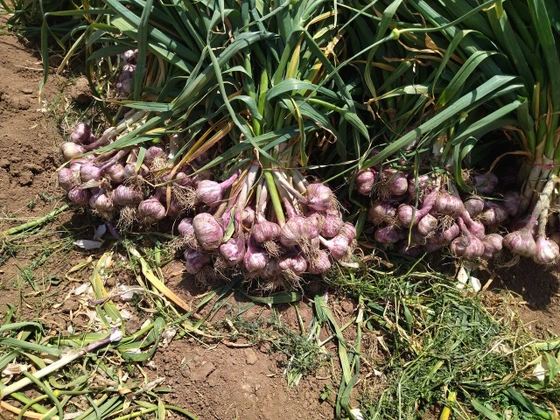 صادرات سیر به روسیه