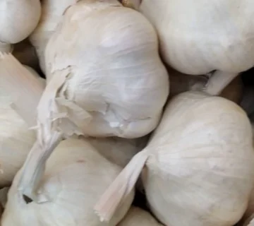 صادرات سیر به عراق
