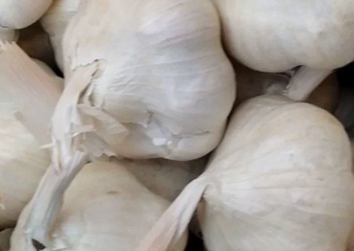 صادرات سیر به عراق