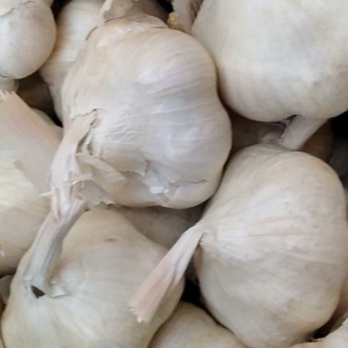 صادرات سیر به عراق