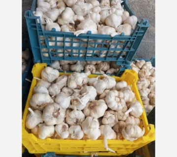 صادرات سیر به ترکیه
