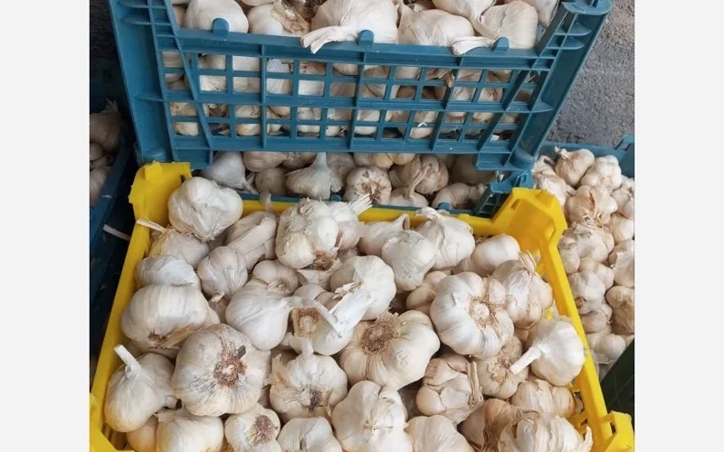 صادرات سیر به ترکیه