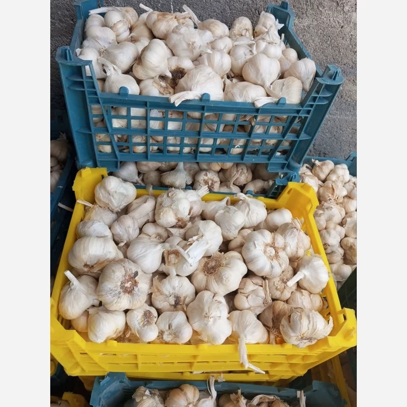 صادرات سیر به ترکیه