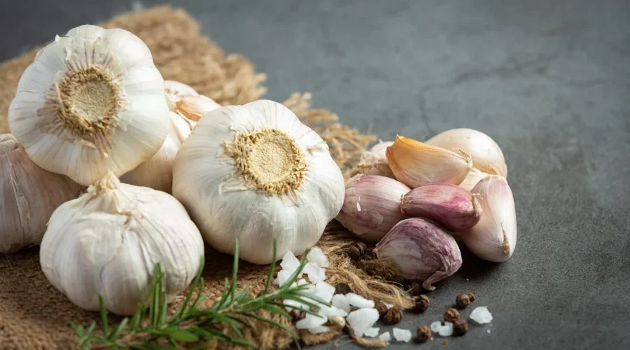 فروش سیر صادراتی با کیفیت بالا