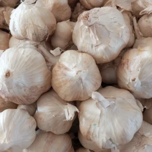 صادرات سیر به عراق